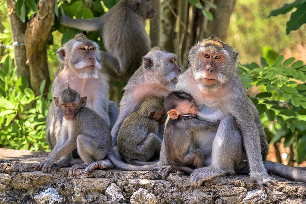 Monkey family in Uluwatu Temple
